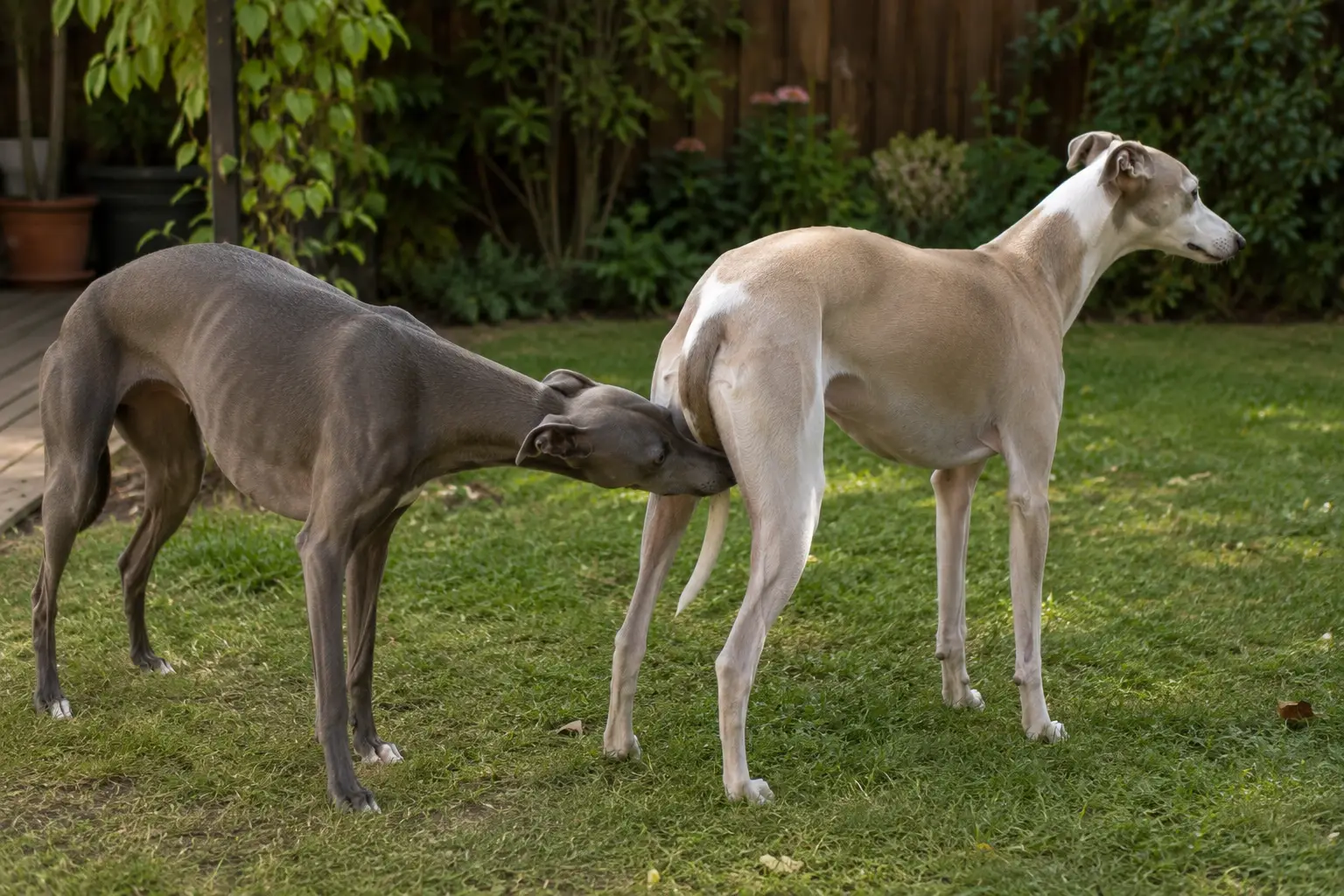 Meine Hunde verbringen erschreckend viel Zeit damit, sich gegenseitig am Penis zu riechen
